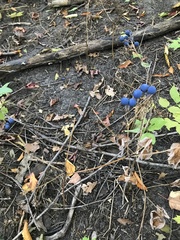 Caulophyllum thalictroides