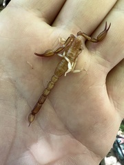 Pseudouroctonus peccatum