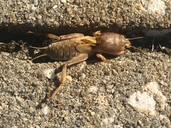 Neoscapteriscus vicinus