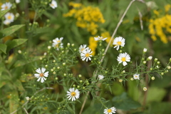 Symphyotrichum pilosum