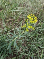 Euphorbia esula