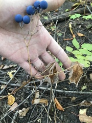 Caulophyllum thalictroides