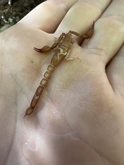 Pseudouroctonus peccatum