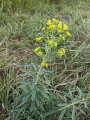 Euphorbia esula