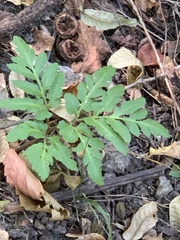 Sceptridium biternatum