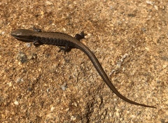 Elgaria multicarinata webbii