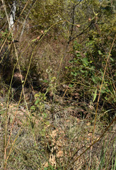 Hibiscus meraukensis