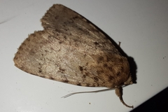Amphipyra effusa