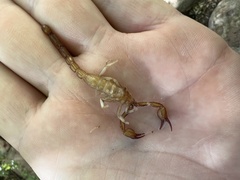 Pseudouroctonus peccatum