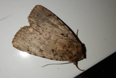 Amphipyra effusa