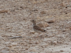 Alaudala rufescens