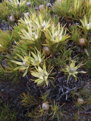 Leucadendron macowanii
