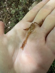 Pseudouroctonus peccatum