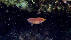 Symphodus mediterraneus