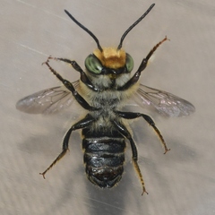 Megachile petulans