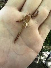 Pseudouroctonus peccatum