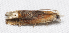 Eucosma raracana