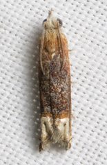 Eucosma raracana