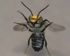 Megachile petulans