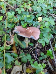 Stropharia rugosoannulata