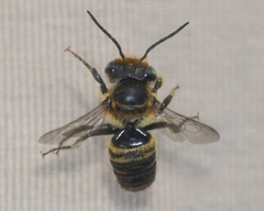 Megachile petulans