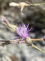 Centaurea glaberrima divergens