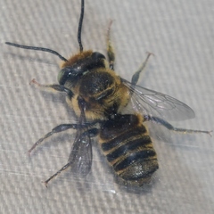 Megachile petulans