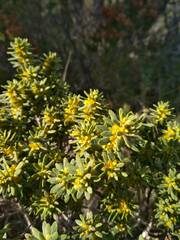 Thymelaea tinctoria