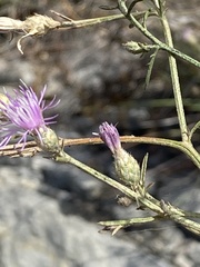 Centaurea glaberrima divergens