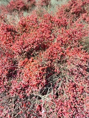 Ephedra fragilis