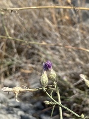 Centaurea glaberrima divergens