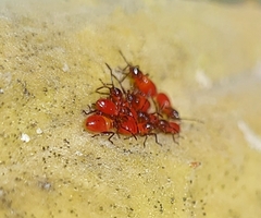 Uroleucon nigrotuberculatum