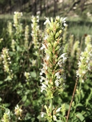 Agastache pallidiflora