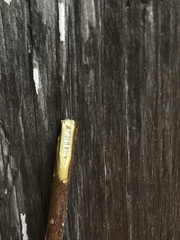 Forsythia viridissima