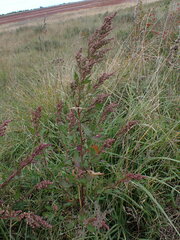 Chenopodium betaceum