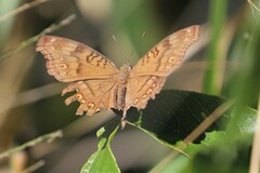 Junonia hedonia