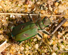 Cicindela purpurea
