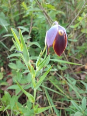 Calochortus