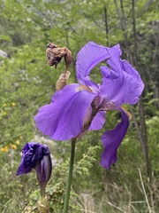 Iris pallida illyrica