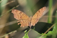 Junonia hedonia