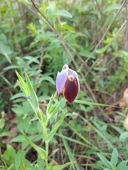 Calochortus