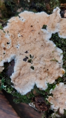 Byssomerulius corium