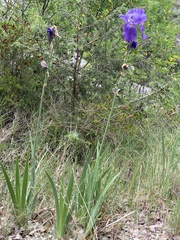 Iris pallida illyrica