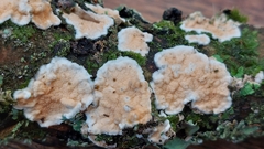 Byssomerulius corium