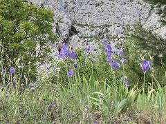 Iris pallida illyrica