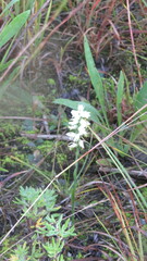 Spiranthes cernua