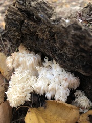 Hericium americanum