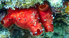 Halocynthia papillosa