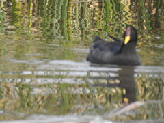 Fulica rufifrons