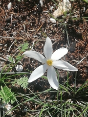 Narcissus deficiens
